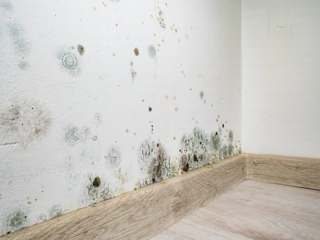 Mold growing on a white wall above a wooden baseboard.