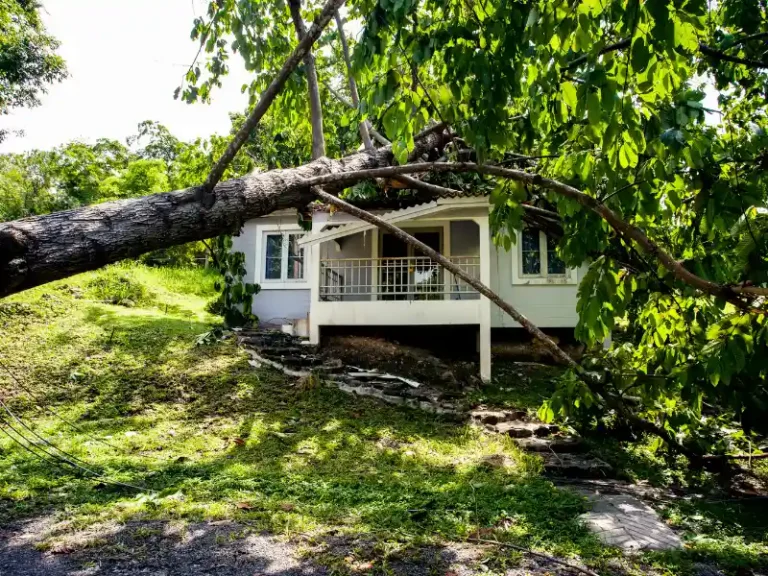 Fallen tree crushing a small house.