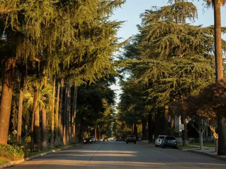 Tree-lined residential street at sunset with parked cars.